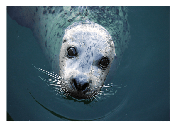 Seerobbe schaut aus dem Wasser