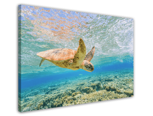Schwimmende Schildkröte im Korallenriff