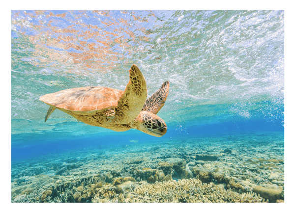Schwimmende Schildkröte im Korallenriff