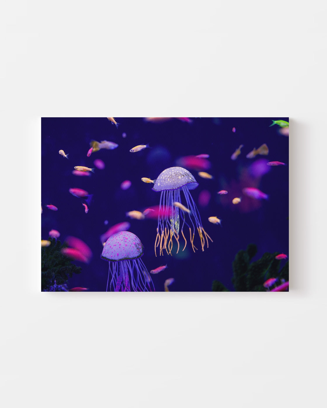 stretched-canvas
