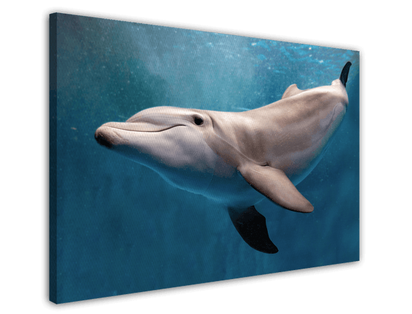 Süßer Delfin