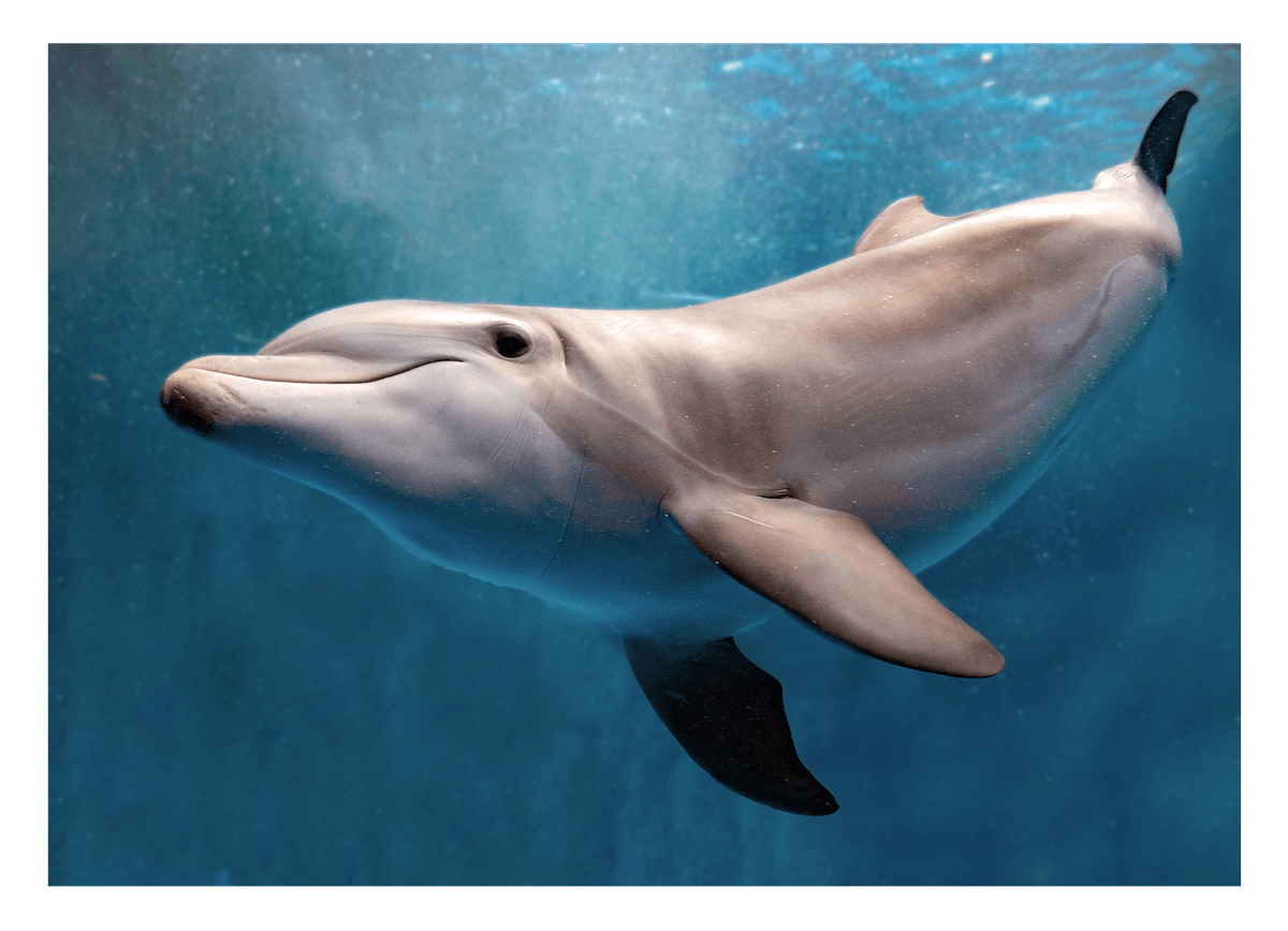 Süßer Delfin