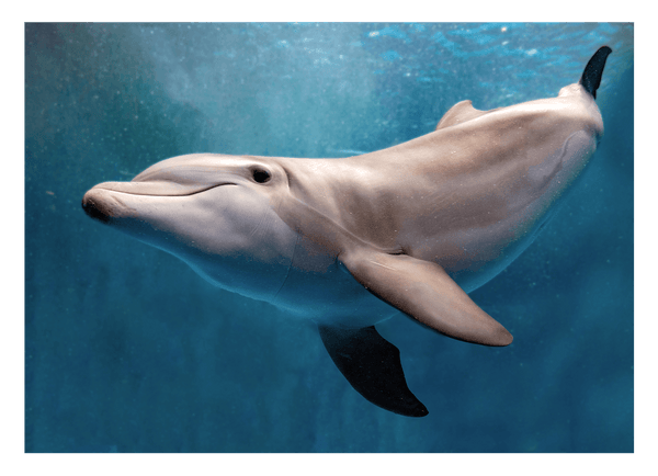 Süßer Delfin