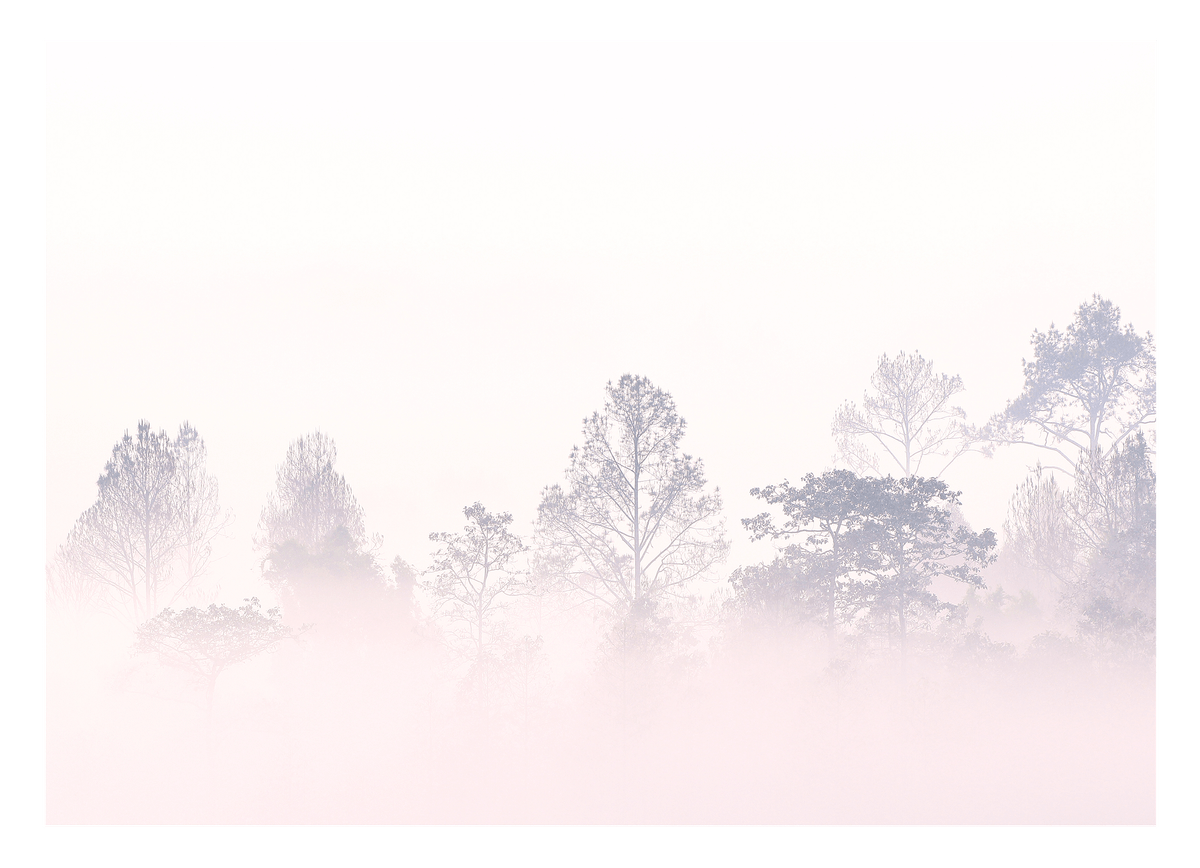 Bäume im Nebel