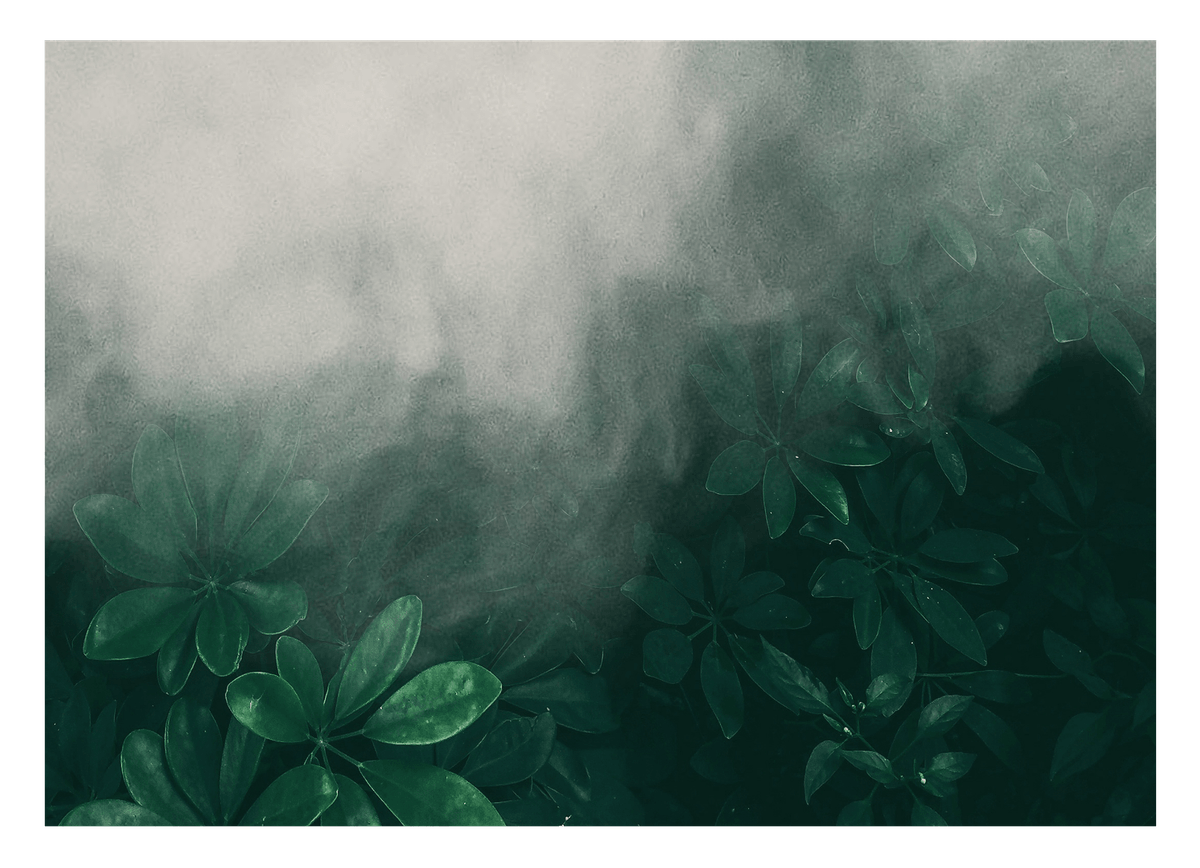 Pflanzen im Nebel