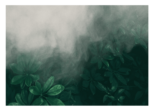 Pflanzen im Nebel