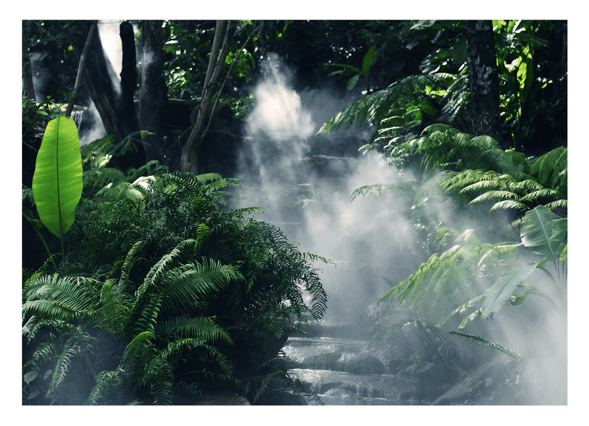 Nebel im Regenwald