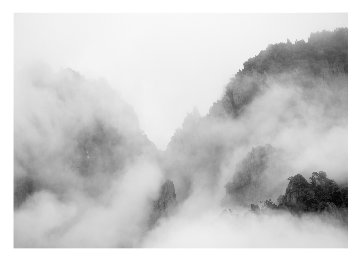 Bäume im Nebel
