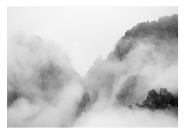 Bäume im Nebel