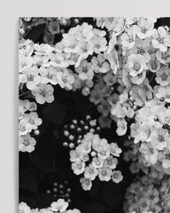 After Hover: Blumen - Schwarz-Weiß