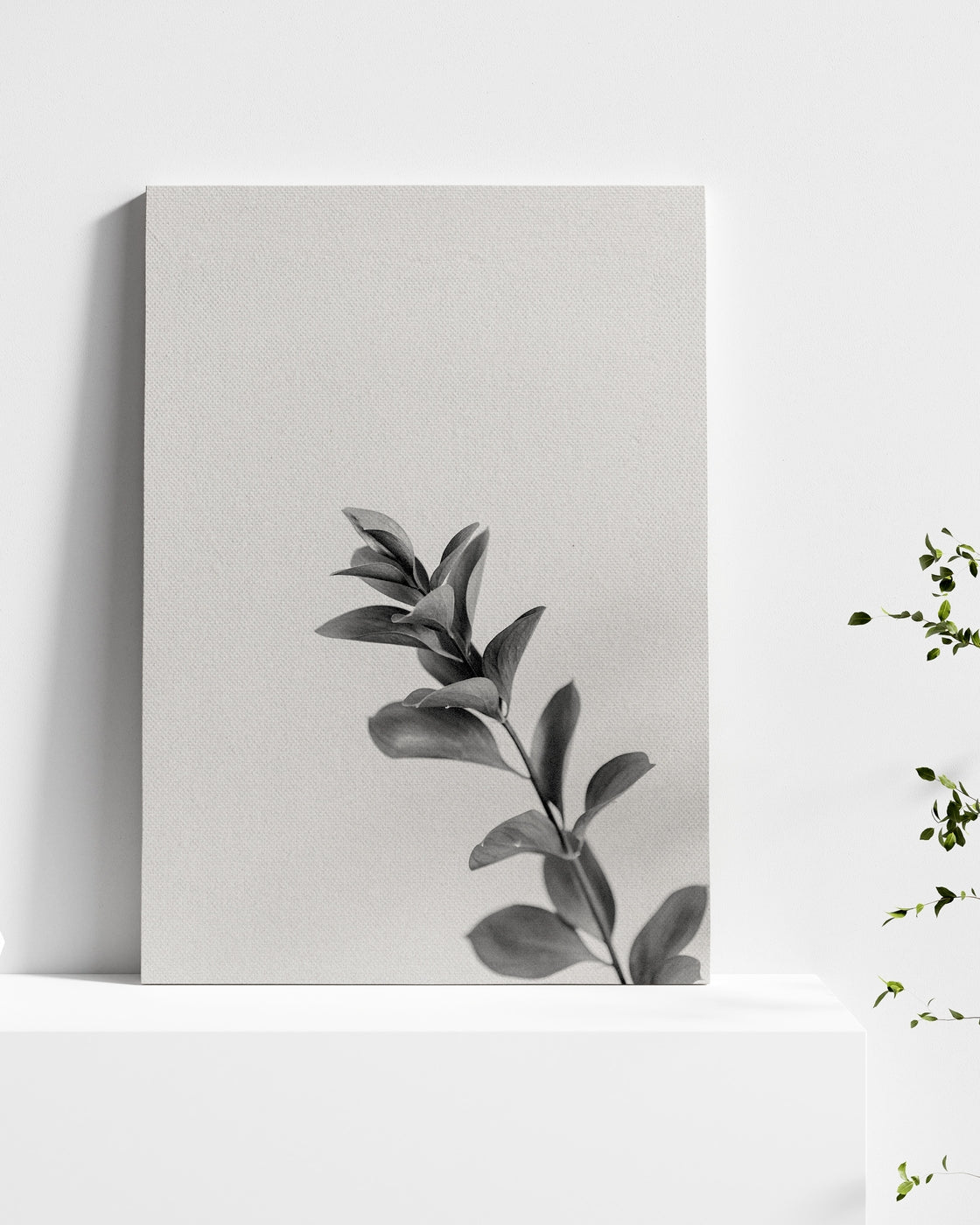 stretched-canvas