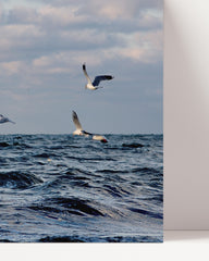 After Hover: Möven am Wasser