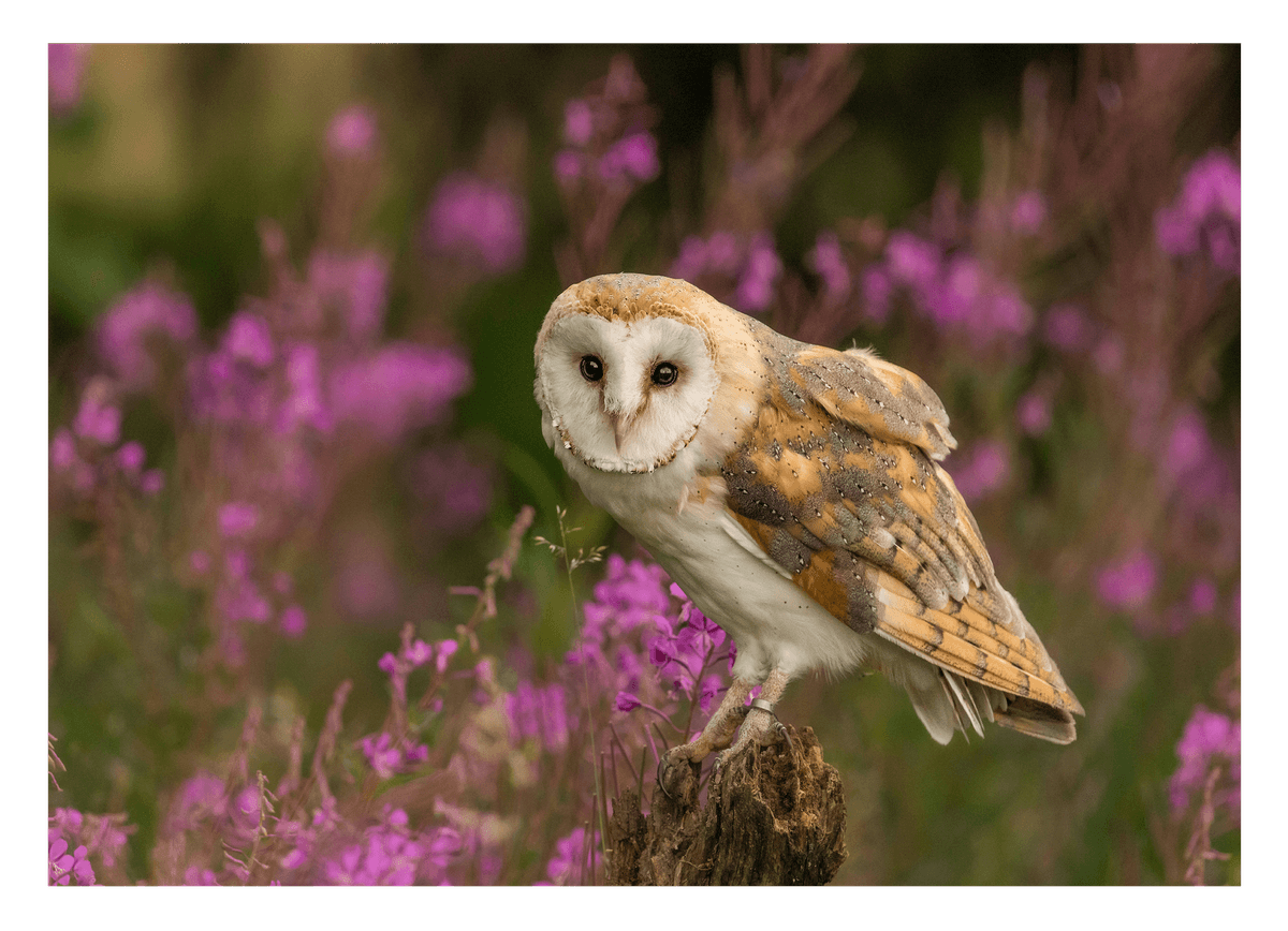 Eule in Blumenlandschaft