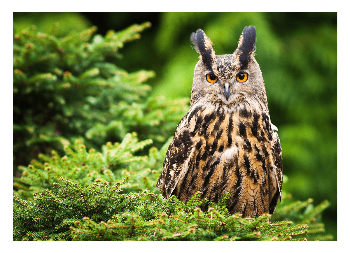 Eule im Wald