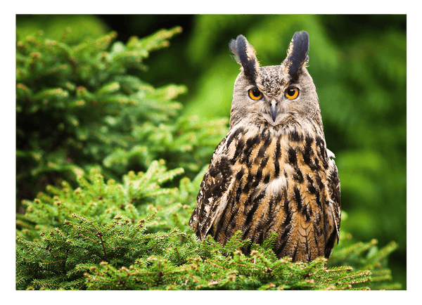 Eule im Wald