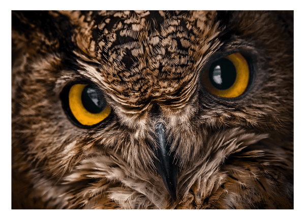 Eule im Portrait