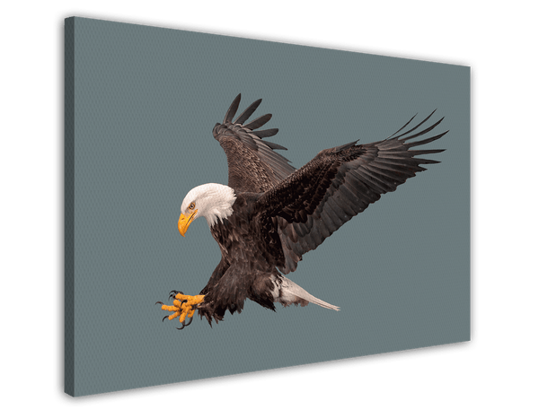 Fliegender Weißkopfseeadler
