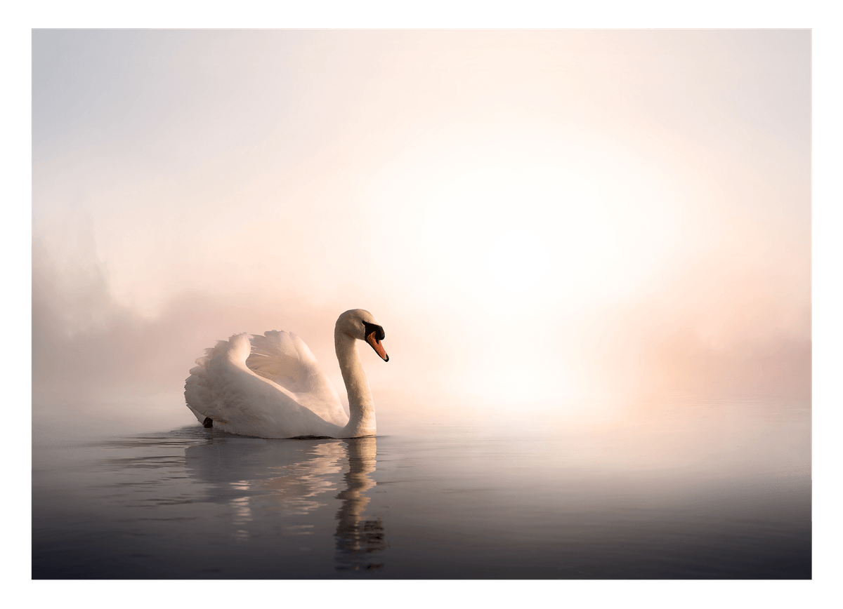 Schwimmender Schwan