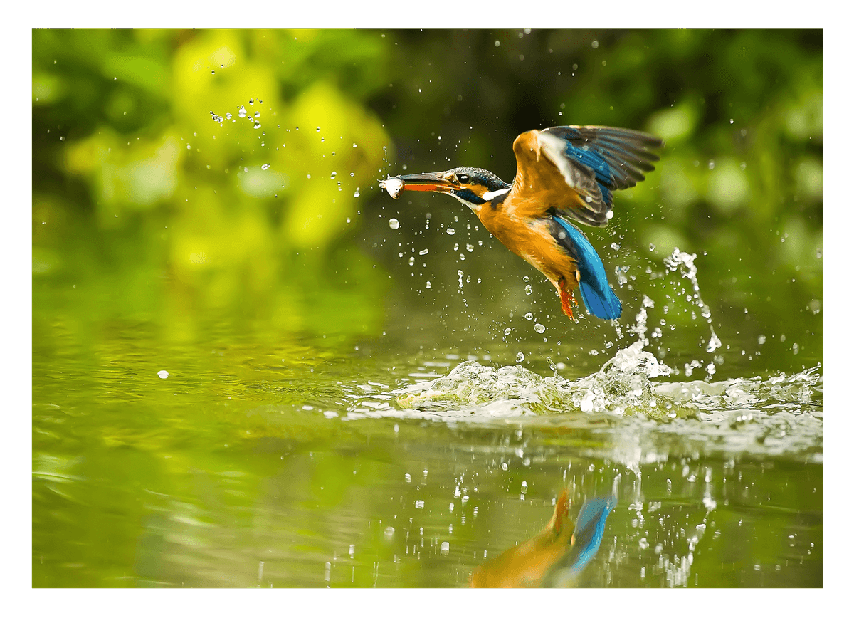 Jagender Eisvogel am Wasser