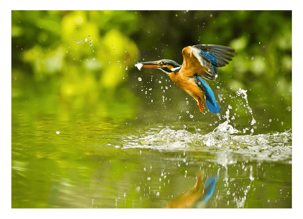 Jagender Eisvogel am Wasser