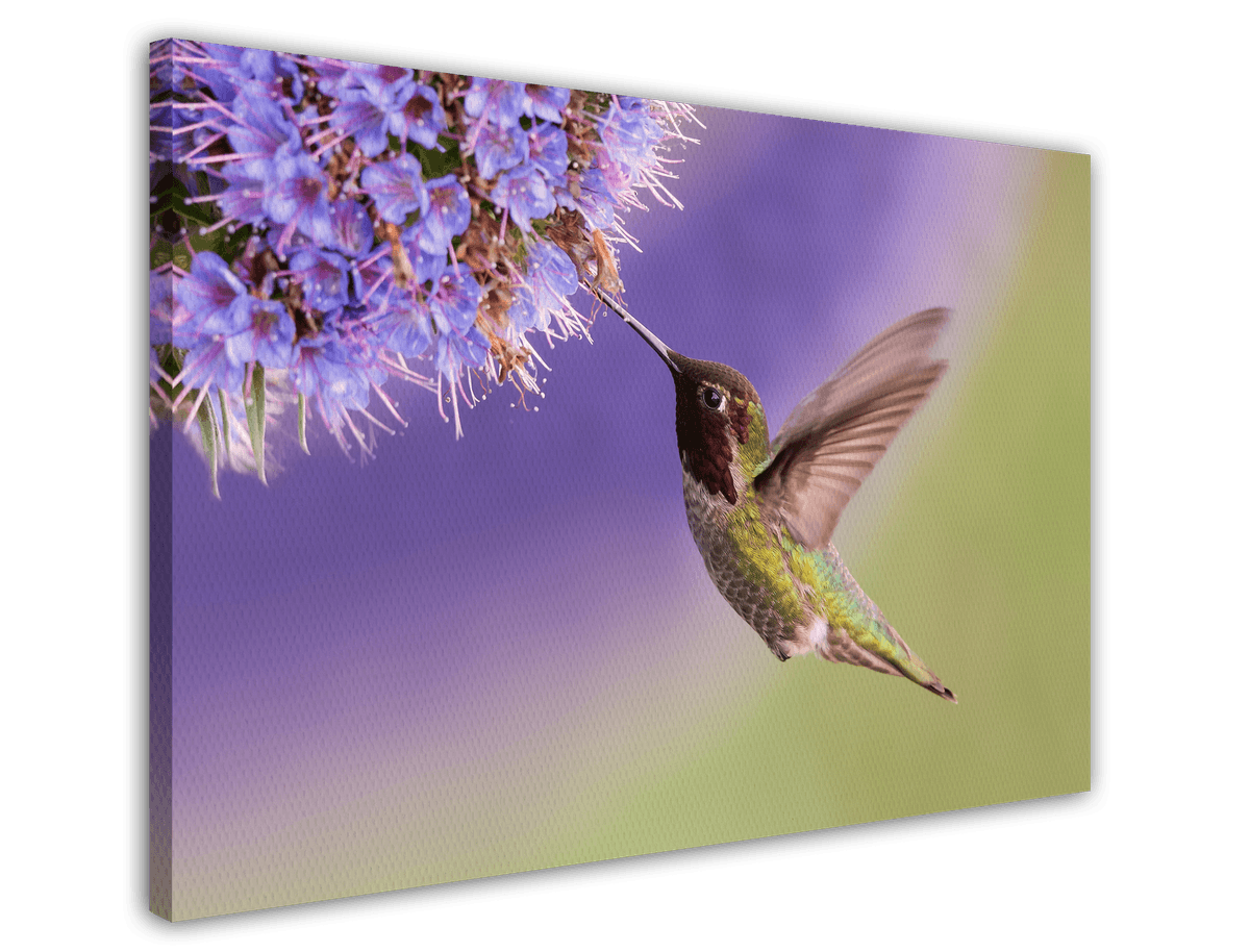 stretched-canvas