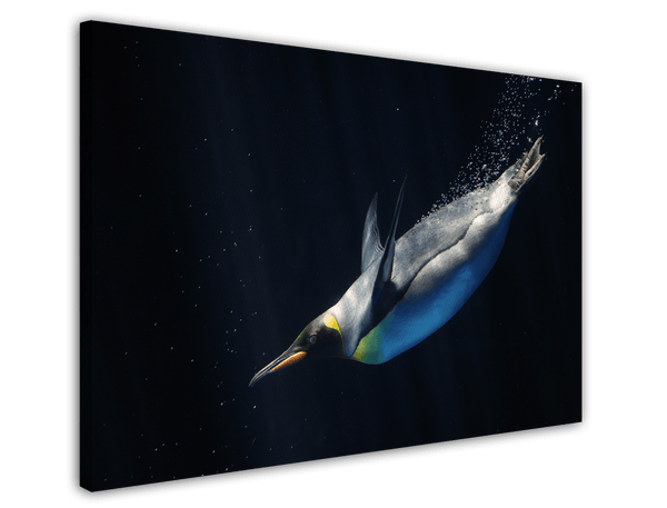 Schwimmender Pinguin