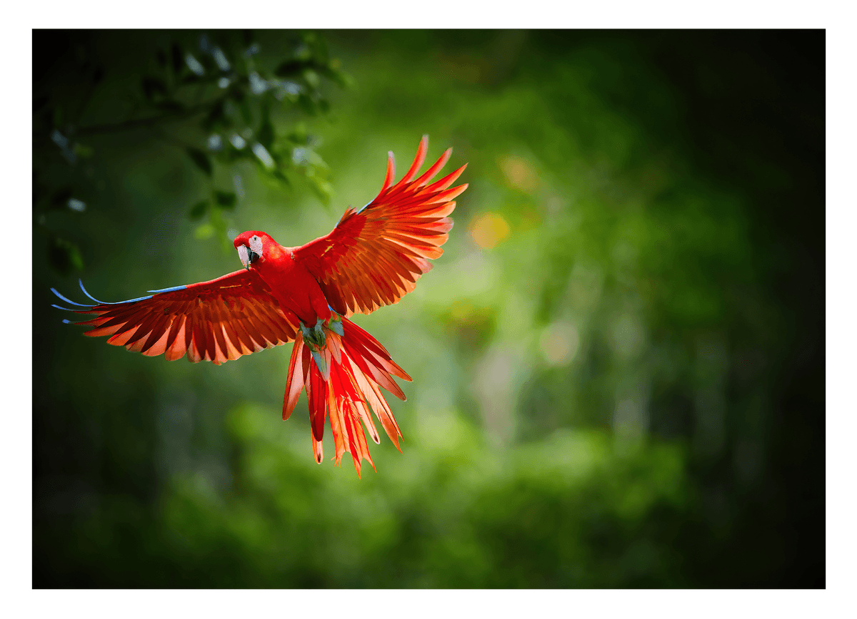 Fliegender roter Papagei