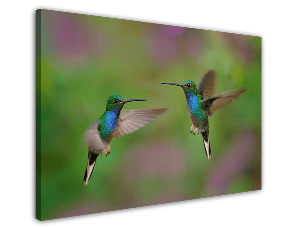 Fliegende Kolibris
