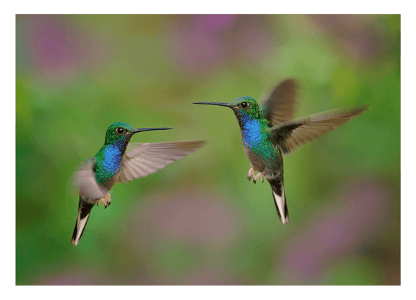 Fliegende Kolibris
