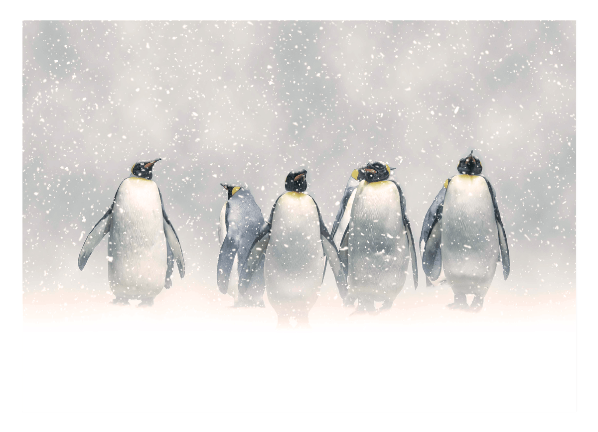 Pinguine im Schnee