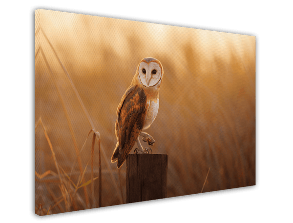 Eule in Sommerlandschaft