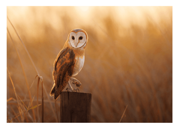 Eule in Sommerlandschaft