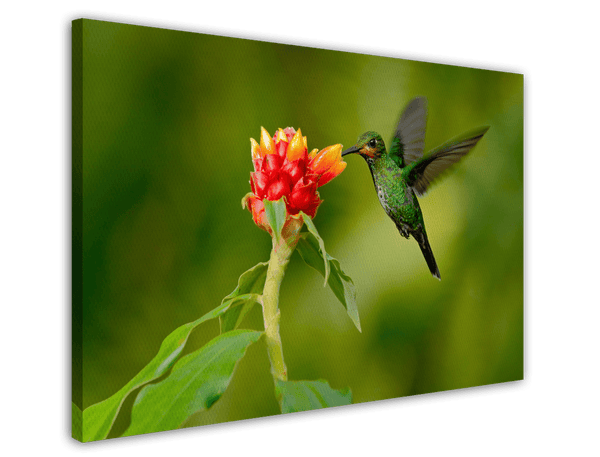 Fliegender Kolibri