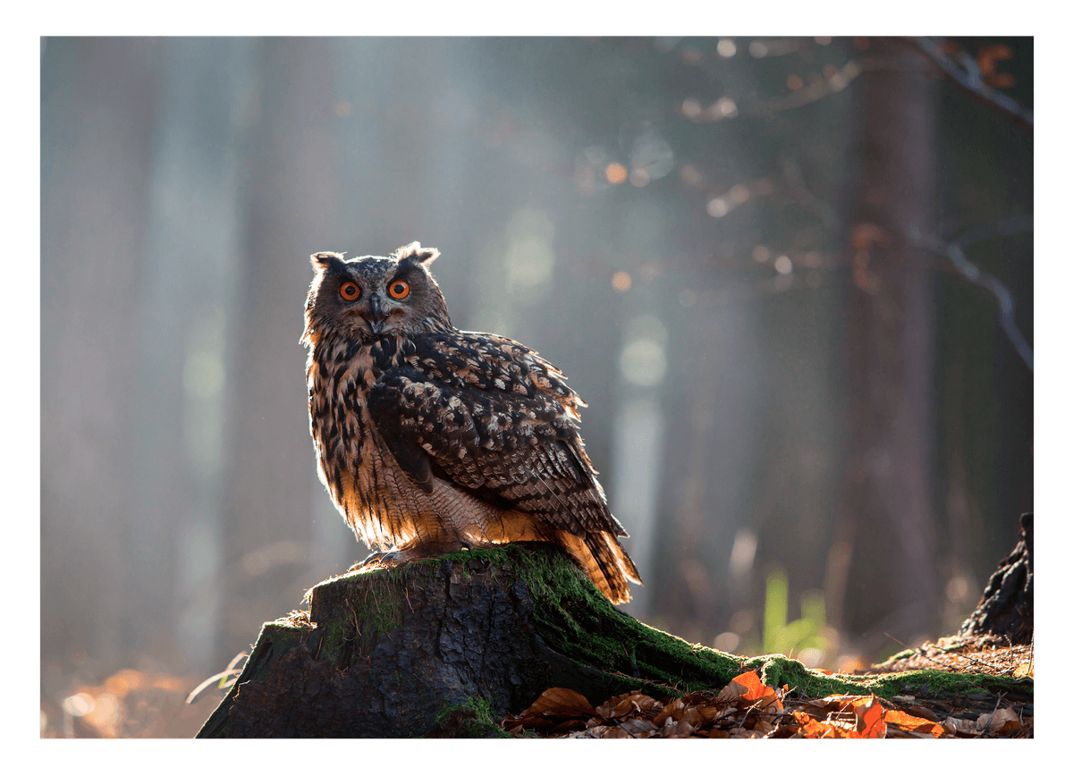 Eule im Wald