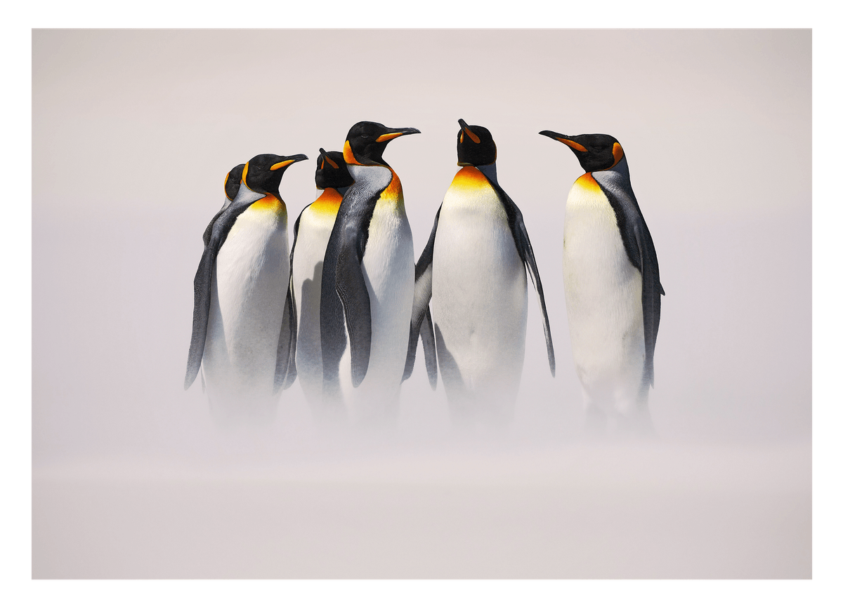 Familie von Königspinguinen - Wildtier Fotografie