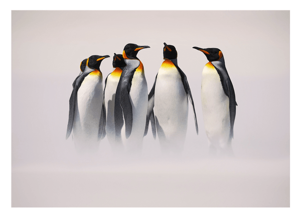 Familie von Königspinguinen - Wildtier Fotografie