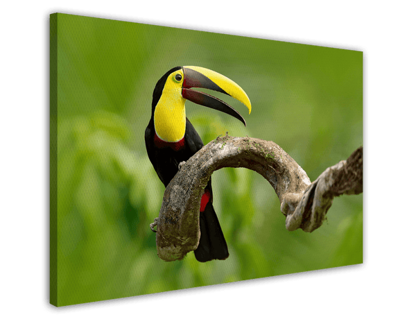 Tukan Vogel Fotografie - Grüner Regenwald