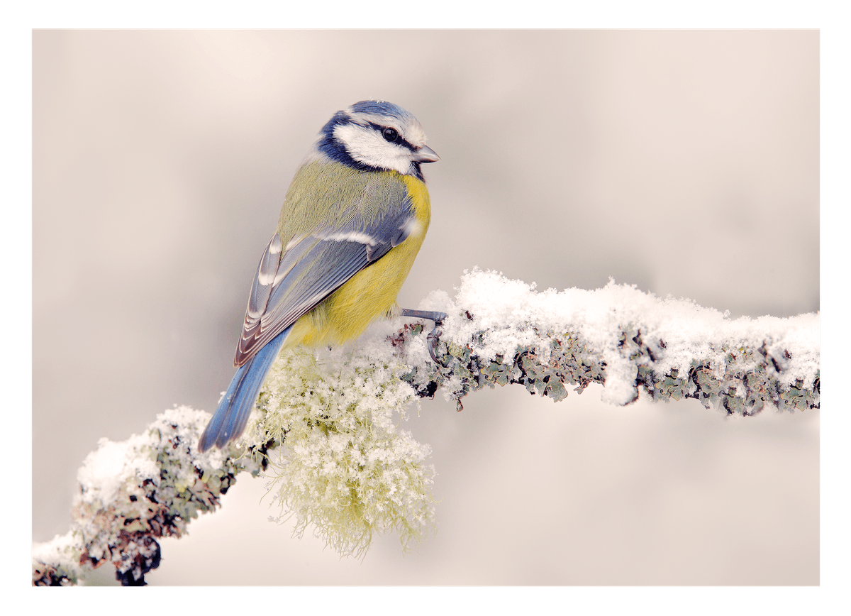 Vogel in Winterlandschaft