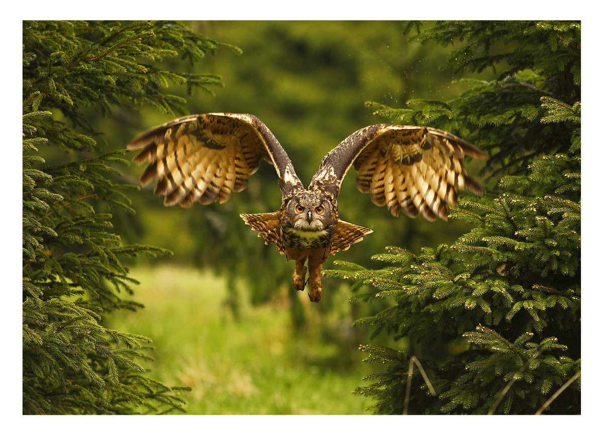 Fliegende Eule