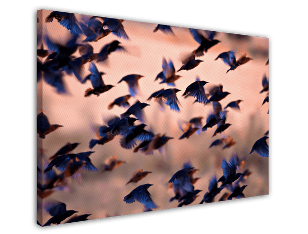 Kolibri-Schwarm