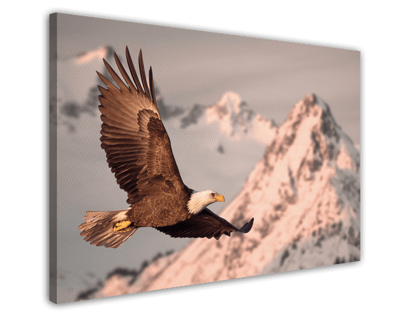 Fliegender Adler
