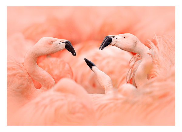 Flamingos