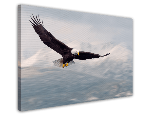 Fliegender Weißkopfseeadler