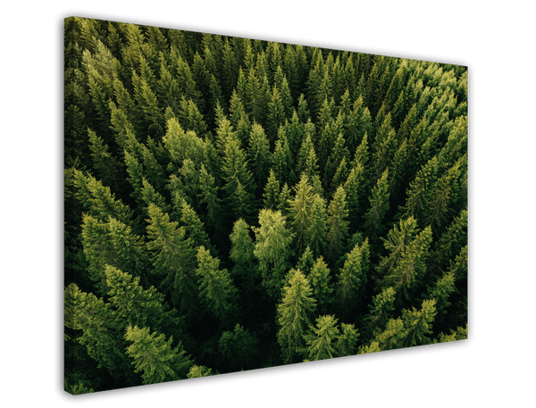 Tannenwald von oben