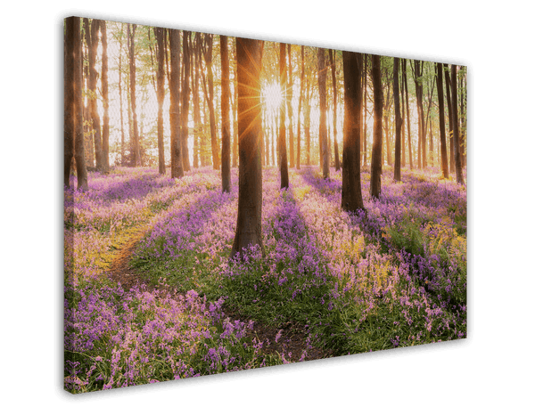Blumenwiese im Wald