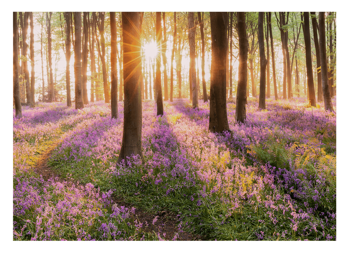 Blumenwiese im Wald