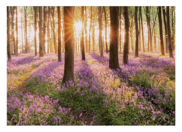 Blumenwiese im Wald