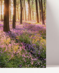 After Hover: Blumenwiese im Wald
