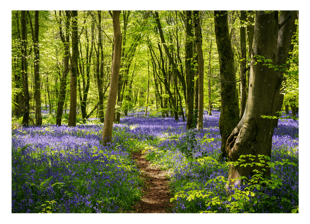 Violette Blumen im Wald - Natur Fotografie