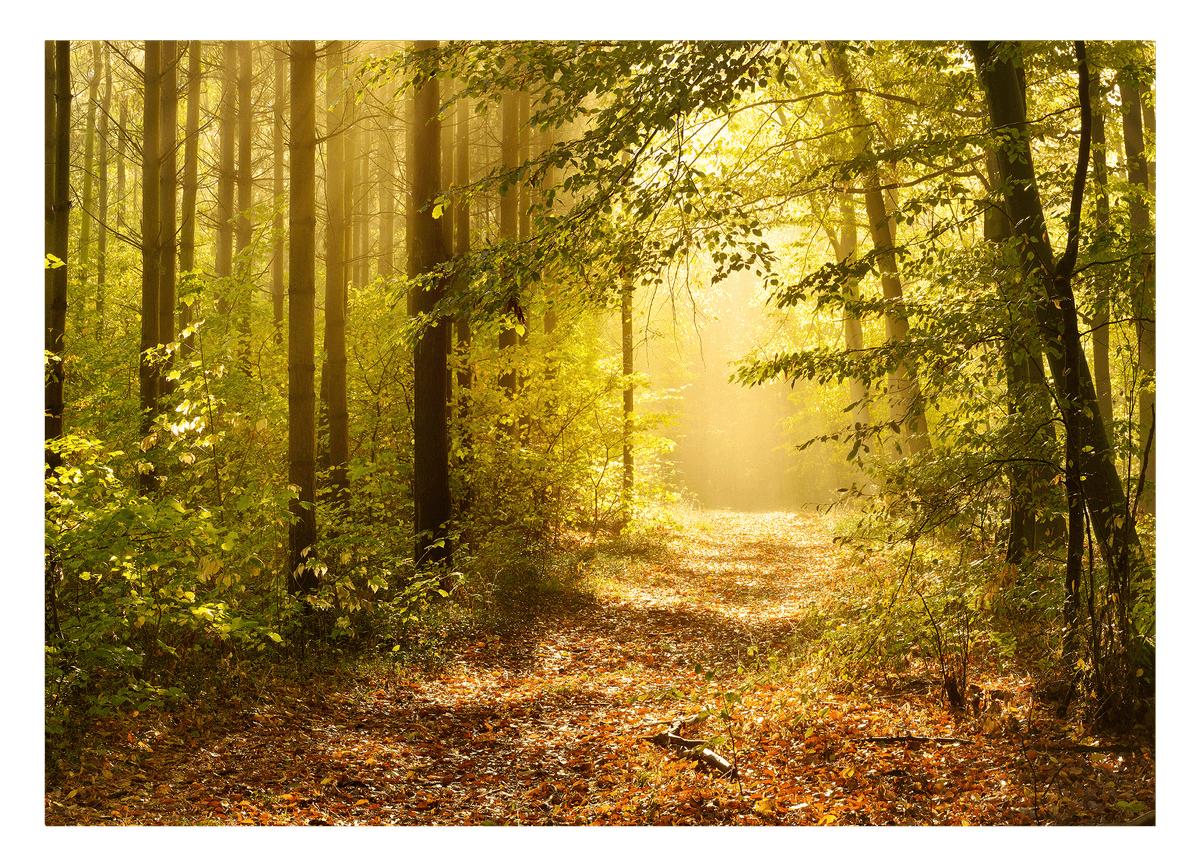 Wald